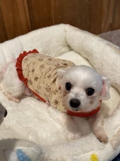 ���G�i�����j